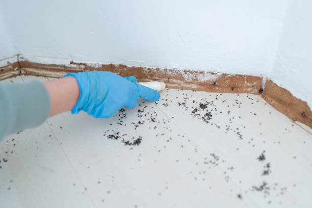 Best Pest Prevention Services  in Redwood Valley, CA